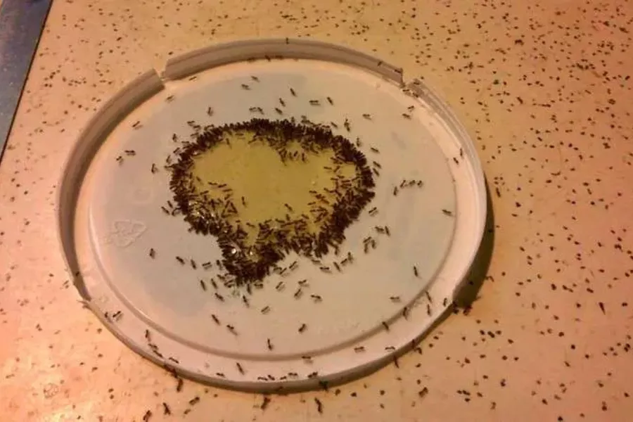 بوراکس و عسل برای مورچه ها