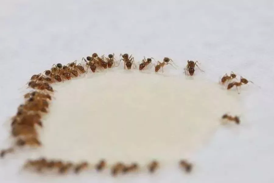 بوراکس و شکر برای مورچه ها - مؤثرترین