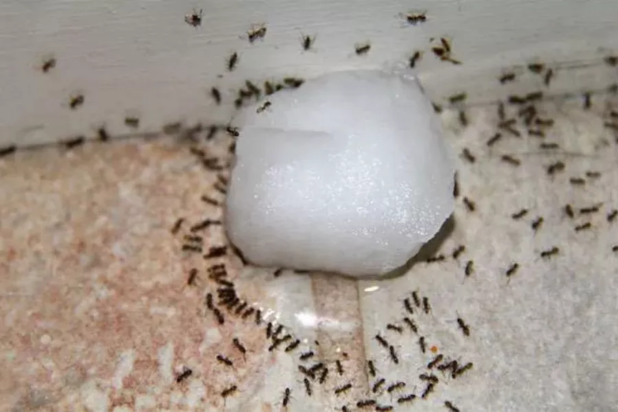نحوه استفاده از بوراکس برای از بین بردن مورچه ها - دستور تهیه