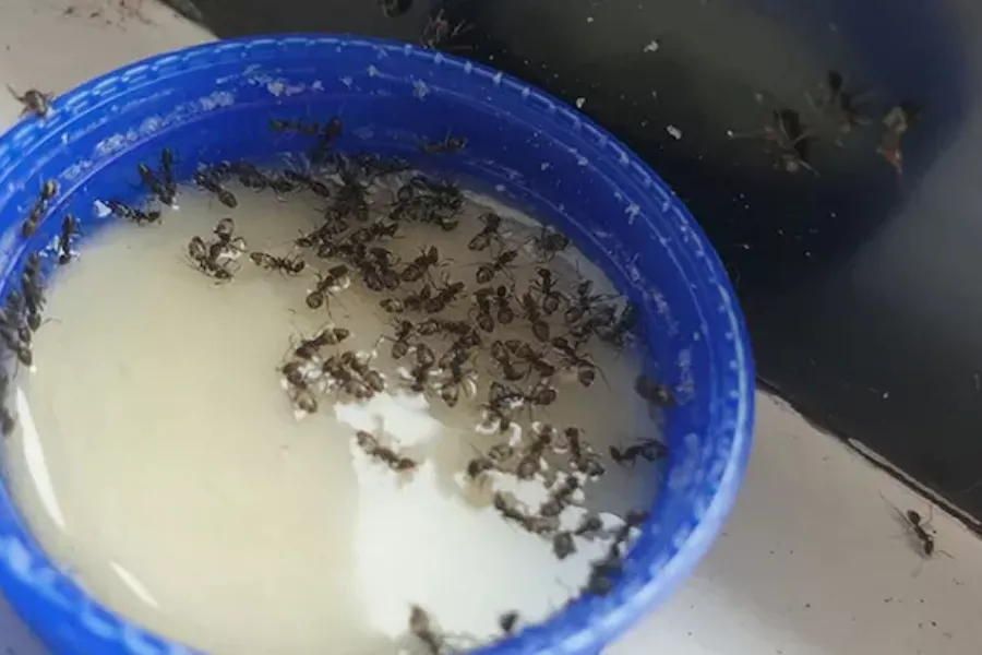 ۲. بین طعمه بوراکس آماده یا طعمه مورچه بوراکس دست ساز یکی را انتخاب کنید