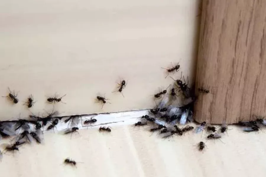 ۳. از طعمه بوراکس به درستی استفاده کنید