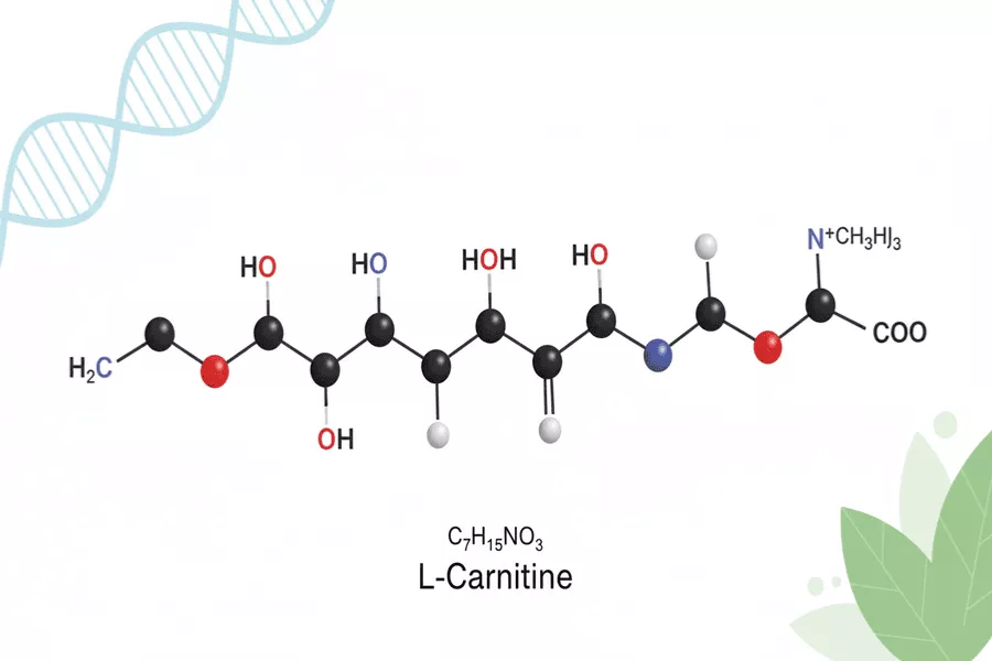 کارنیتین چگونه عمل میکند؟