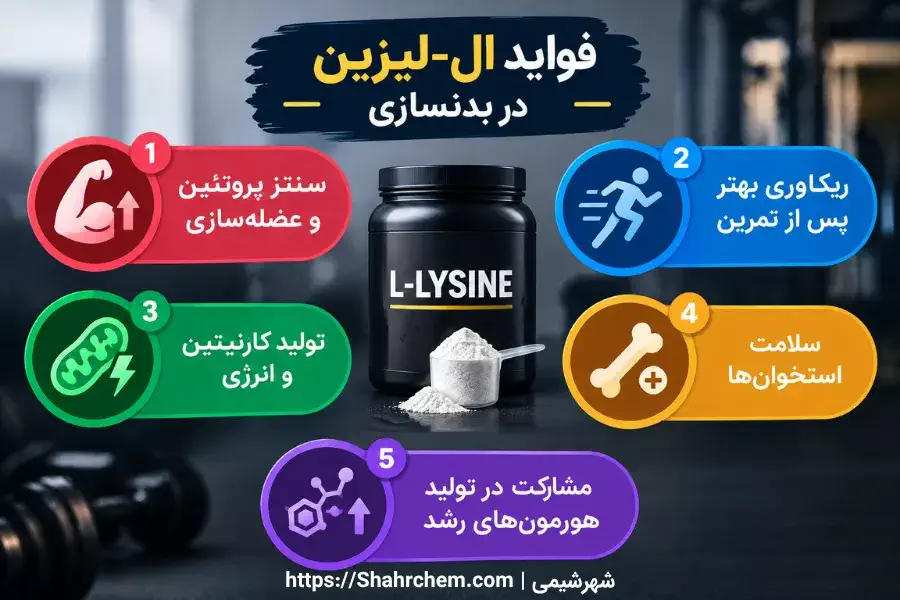 فواید ال-لیزین در بدنسازی